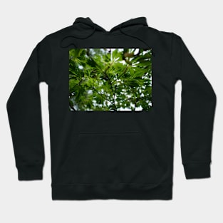 Light through the maple leaves Hoodie